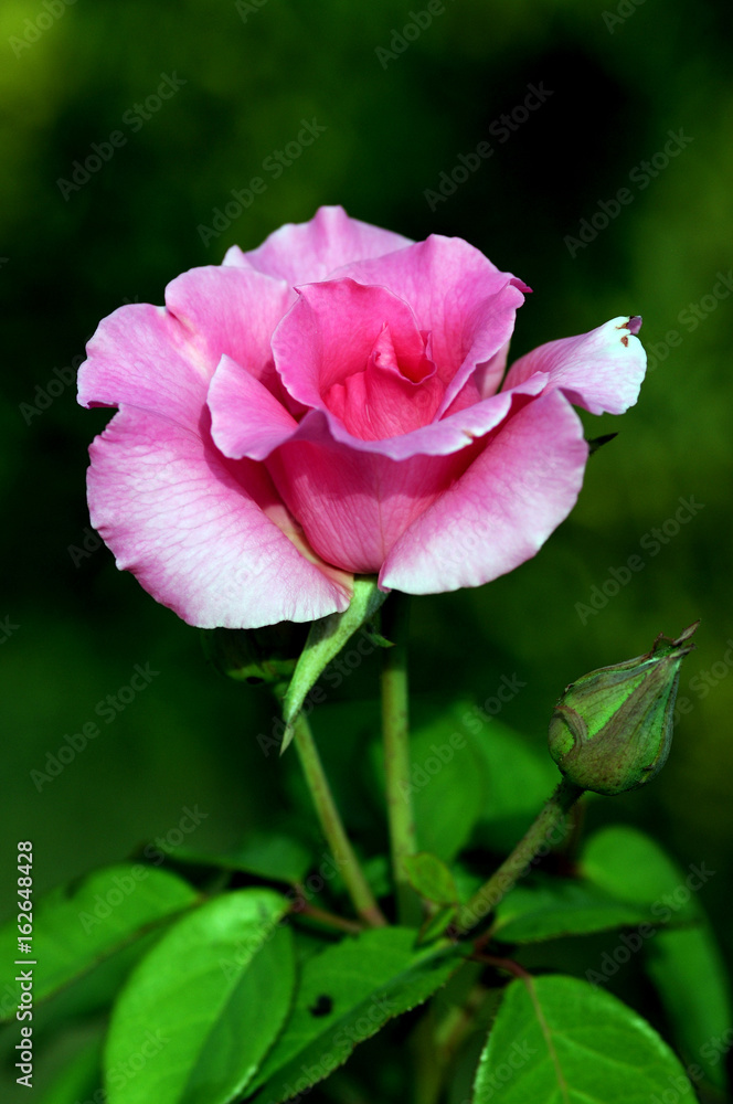 A rose is a woody perennial flowering plant of the genus Rosa, in the family Rosaceae, or the flower it bears. There are over a hundred species and thousands of cultivars.