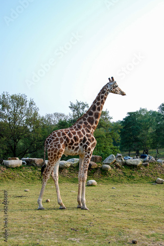 Giraffe in a park in Italy