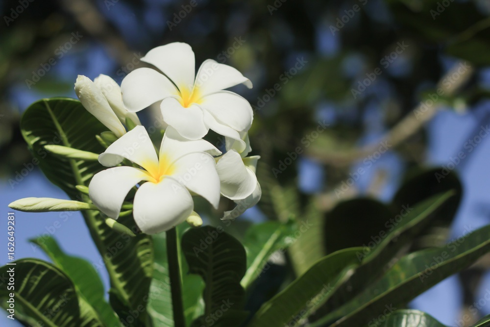 Obraz premium White plumeria flower on tree.