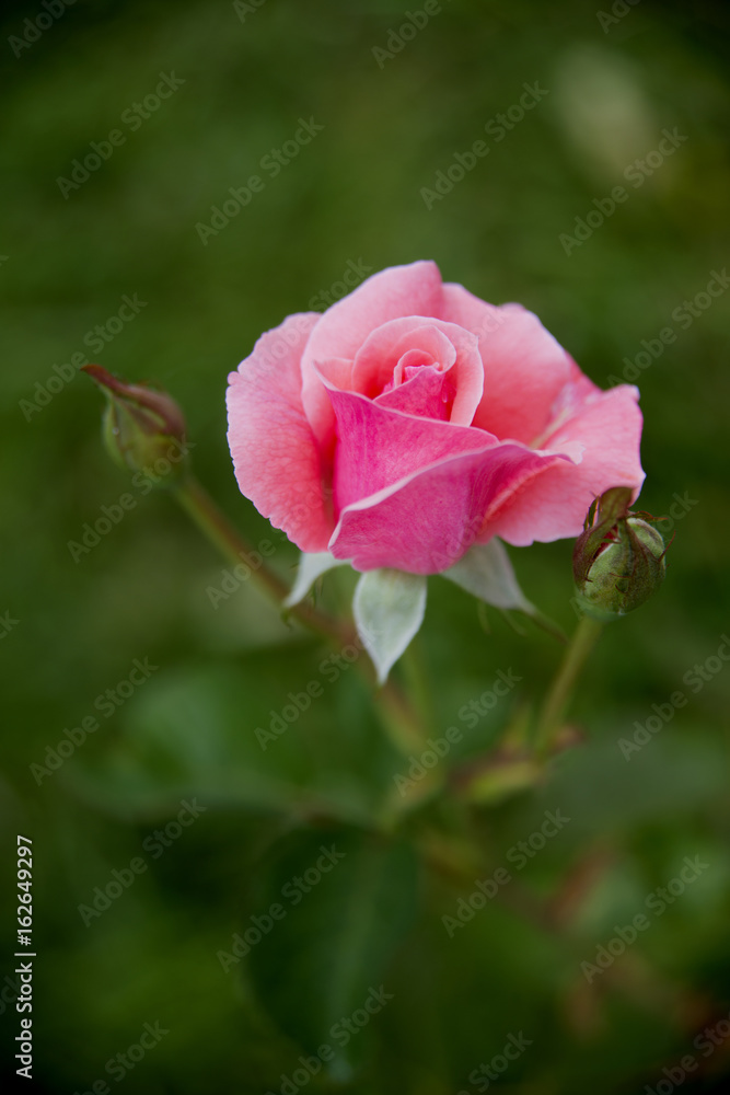 A rose is a woody perennial flowering plant of the genus Rosa, in the family Rosaceae, or the flower it bears. There are over a hundred species and thousands of cultivars. A rose is a woody perennial flowering plant of the genus Rosa, in the family Rosaceae, or the flower it bears. There are over a hundred species and thousands of cultivars.