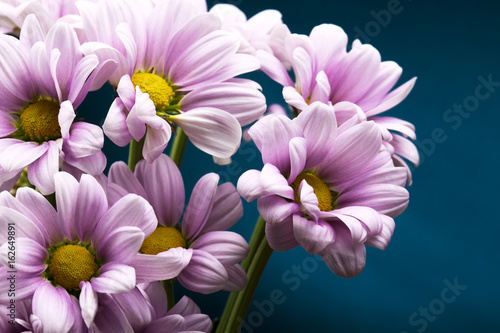 Bouquet of violet chrysanths on light blue background