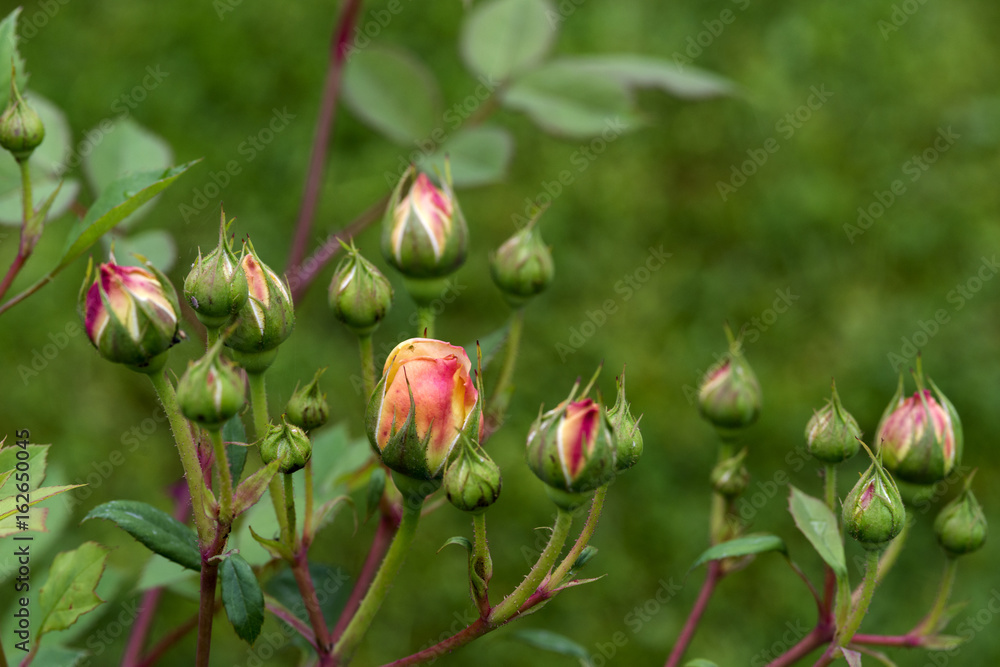 A rose is a woody perennial flowering plant of the genus Rosa, in the family Rosaceae, or the flower it bears. There are over a hundred species and thousands of cultivars. A rose is a woody perennial flowering plant of the genus Rosa, in the family Rosaceae, or the flower it bears. There are over a hundred species and thousands of cultivars.