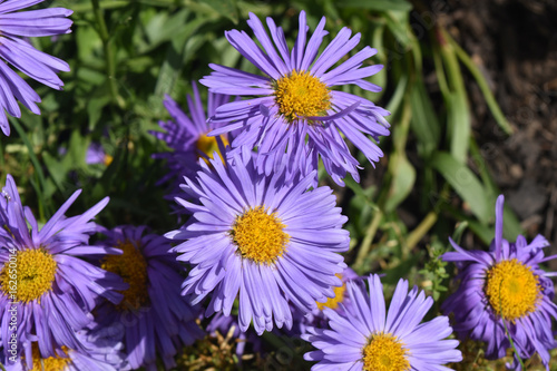 Fototapeta Naklejka Na Ścianę i Meble -  Beautful Bloomed Purple And Yellow Aster Flowers
