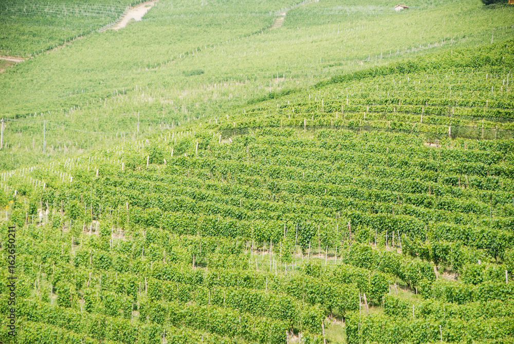 Vineyards of Langhe, Piedmont - Italy