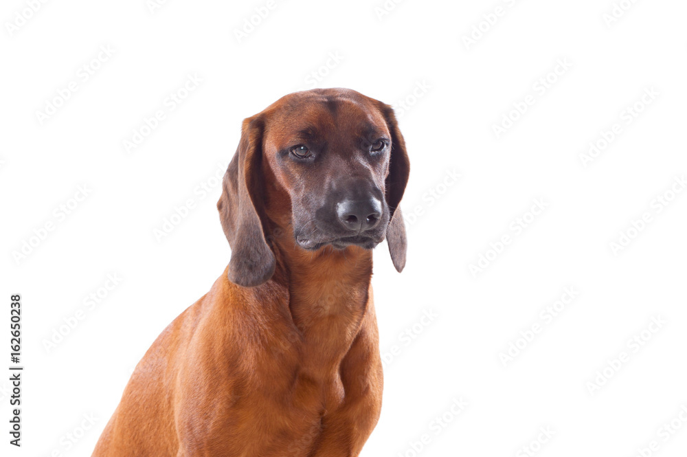 Brown hound of Bavarian