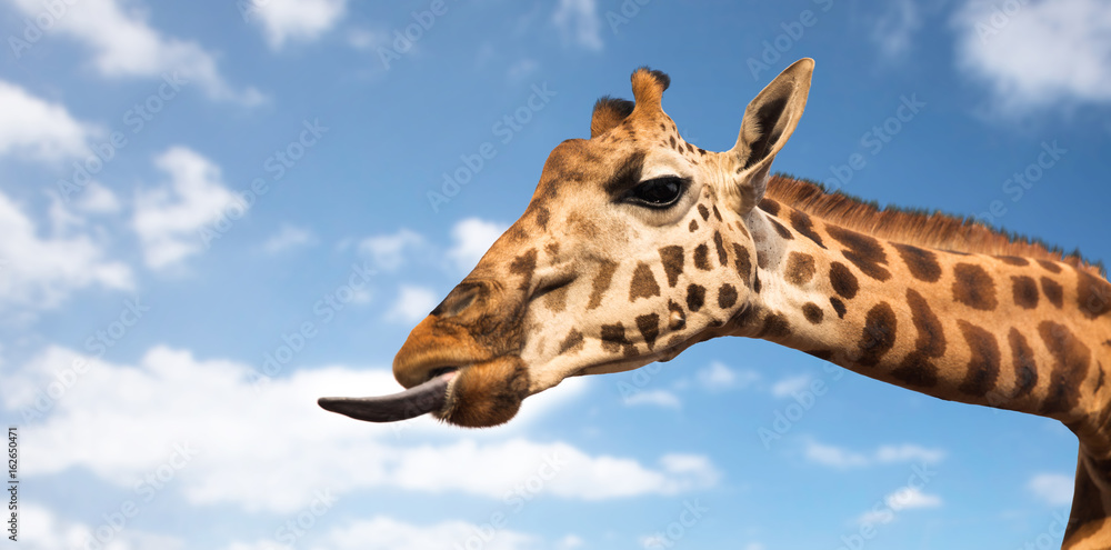 Obraz premium giraffe showing tongue