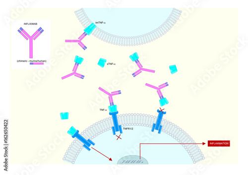 Main anti-inflammatory actions of infliximab, a chimeric monoclonal antibody (biologic drug)