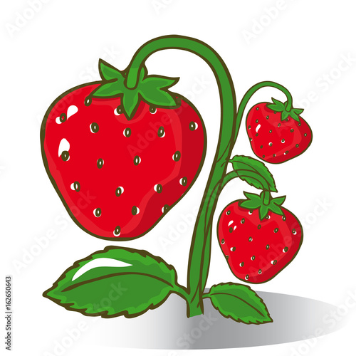 Fototapeta Naklejka Na Ścianę i Meble -  Juicy strawberries on a white background.Vector