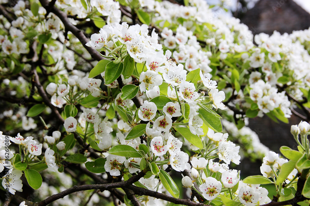 Apfelbaumblüten Apfelbaumblüten