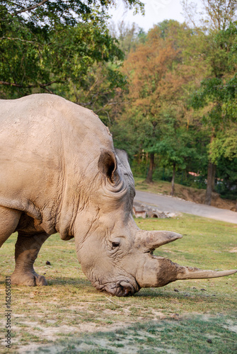 Rhinoceros in a parck - Italy