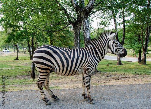 Zebra  full figure