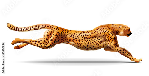 Fototapeta Naklejka Na Ścianę i Meble -  Leopard is running. Detailed illustration