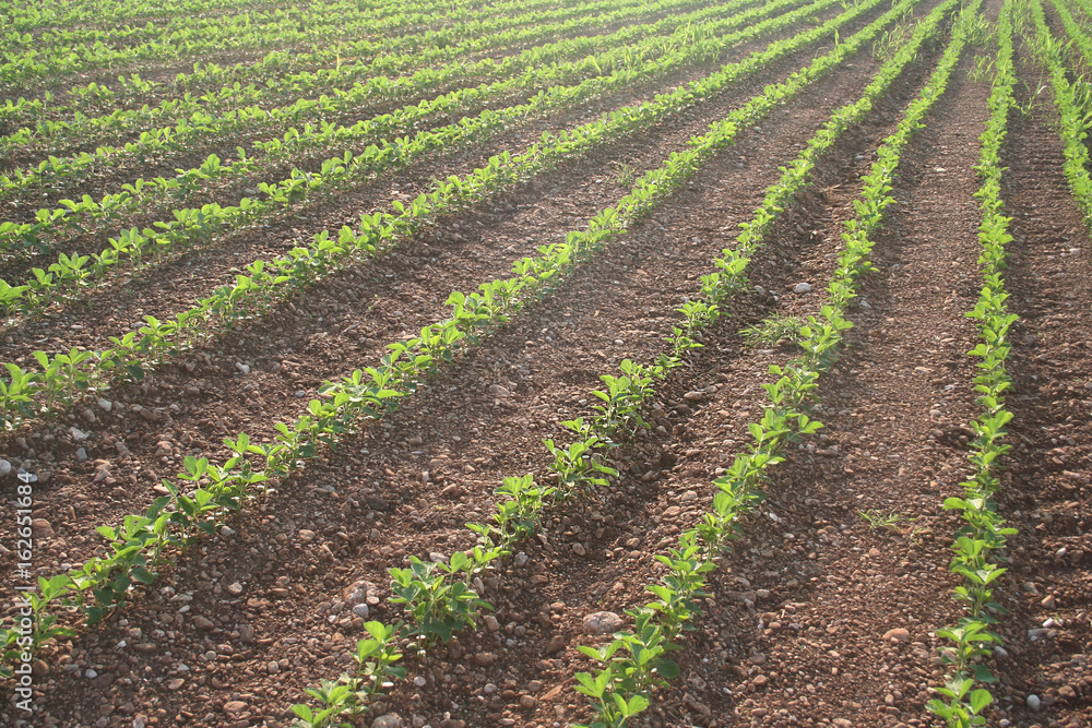 Giovani germogli di piante di Soia nel campo Giovani germogli di piante di Soia nel campo