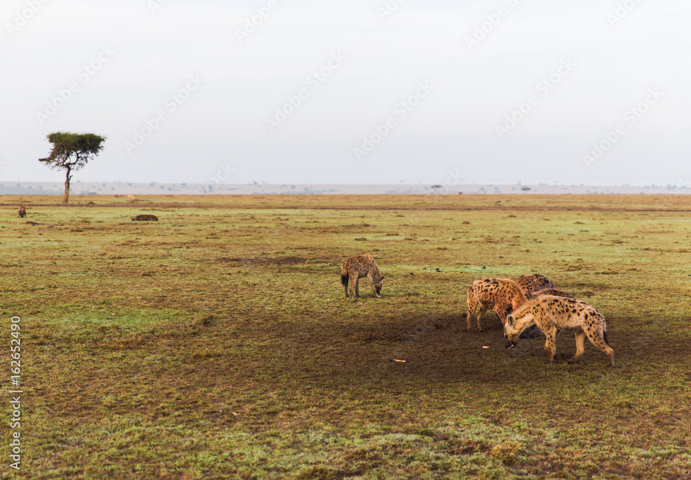 clan of hyenas in savannah at africa