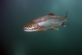 The rainbow trout (Oncorhynchus mykiss) in the lake