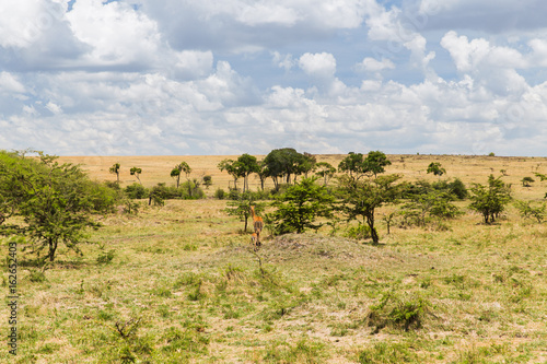 impala or antelope with calf in savannah at africa