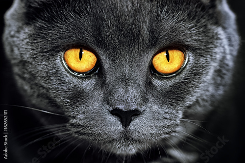 Canvas Print Closeup of beautiful luxury gorgeous grey british cat with vibrant eyes