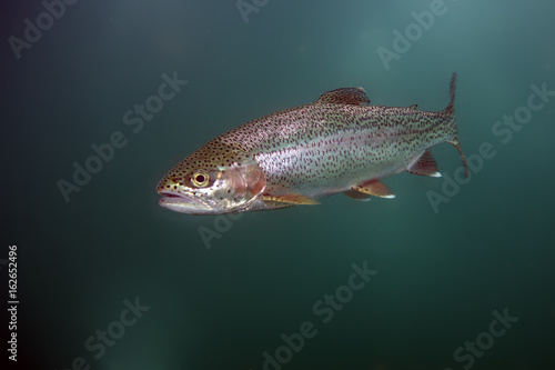 The rainbow trout (Oncorhynchus mykiss) in the lake