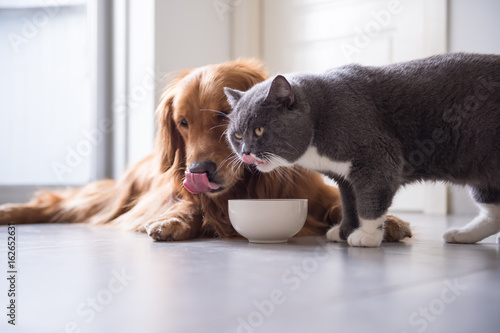 Golden Retriever and British shorthair cats are eating