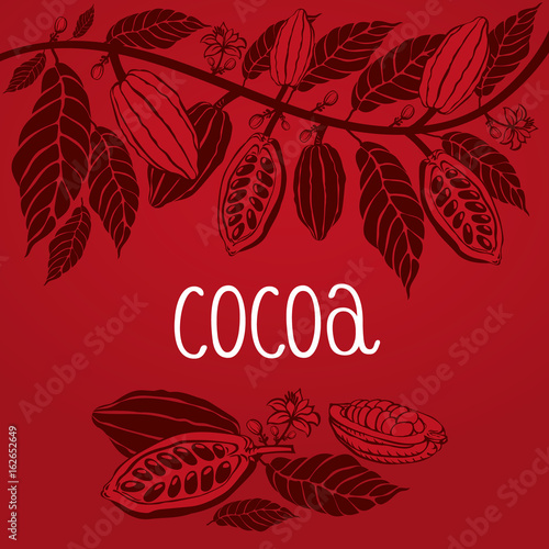 cocoa beans plant, Vector exotic cocoa plants