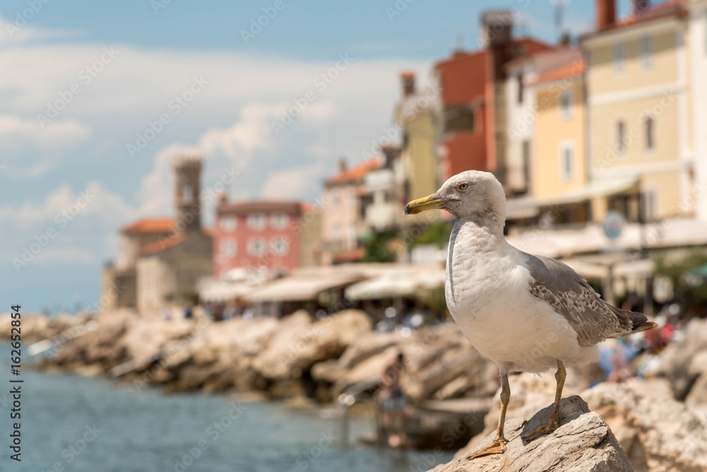Seagull sitting on the shore rocks in front of a cost town Seagull sitting on the shore rocks in front of a cost town