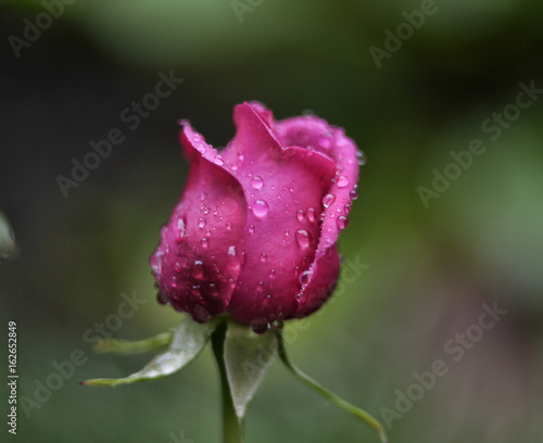 rose pink and water drops
