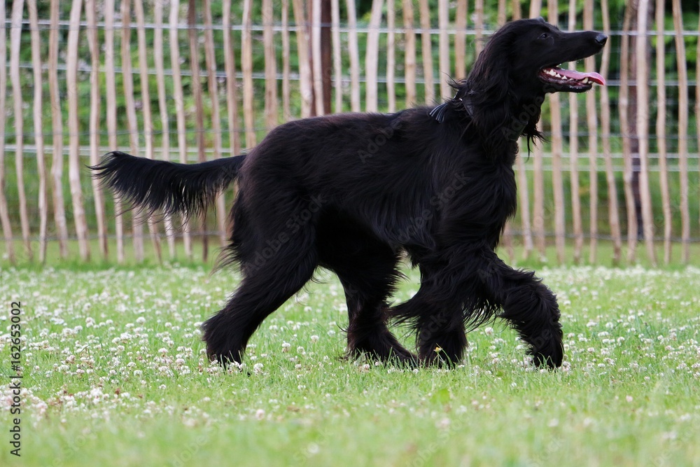 aktiver afghanischer windhund im garten aktiver afghanischer windhund im garten
