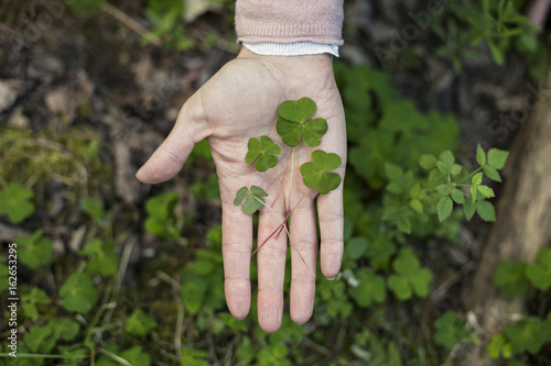 Hand holding wood sorrel picked in the forest photo
