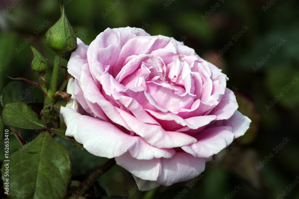 A rose is a woody perennial flowering plant of the genus Rosa, in the family Rosaceae, or the flower it bears. There are over a hundred species and thousands of cultivars. A rose is a woody perennial flowering plant of the genus Rosa, in the family Rosaceae, or the flower it bears. There are over a hundred species and thousands of cultivars.