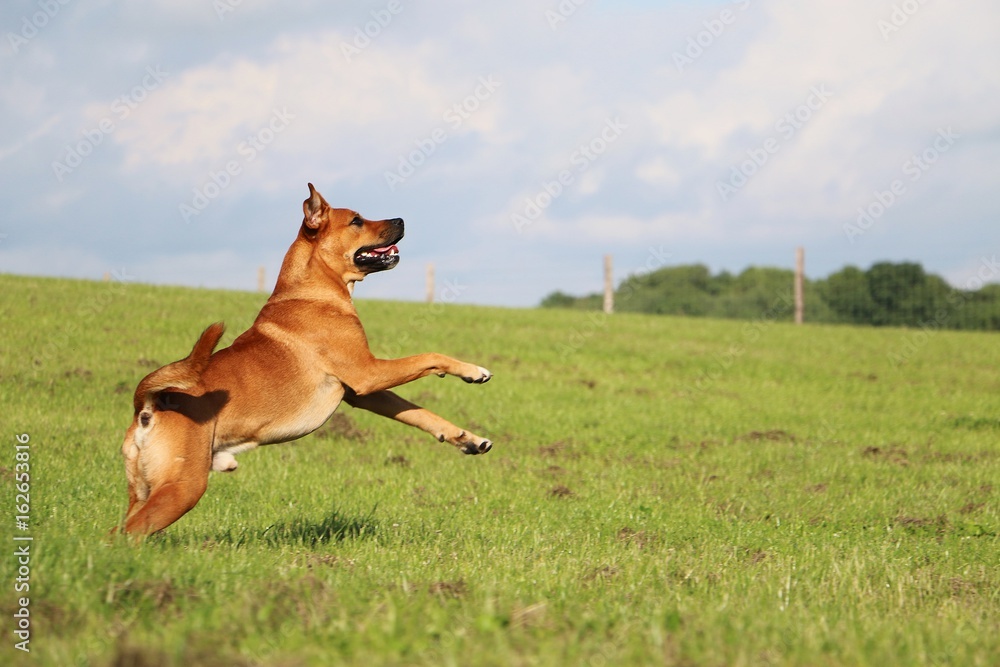 brauner hund hat spaß im park mit einem ball brauner hund hat spaß im park mit einem ball