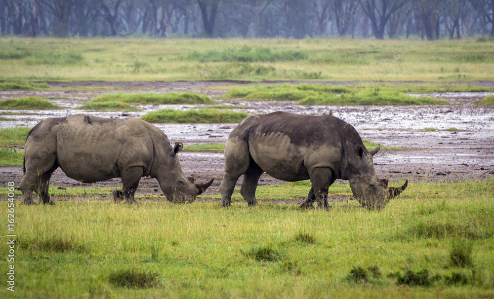 Rhinoceros grazing on the plain at Lake Nakuru Rhinoceros grazing on the plain at Lake Nakuru