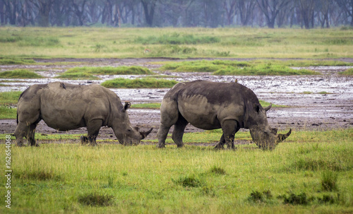 Rhinoceros grazing on the plain at Lake Nakuru