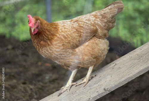 Rhode Island Red chicken (hen)