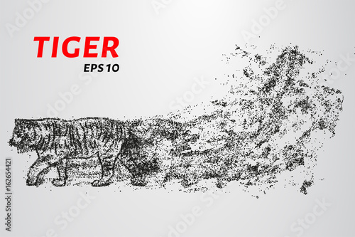 Fototapeta Naklejka Na Ścianę i Meble -  The tiger of particles. Tiger consists of circles and points. Vector illustration