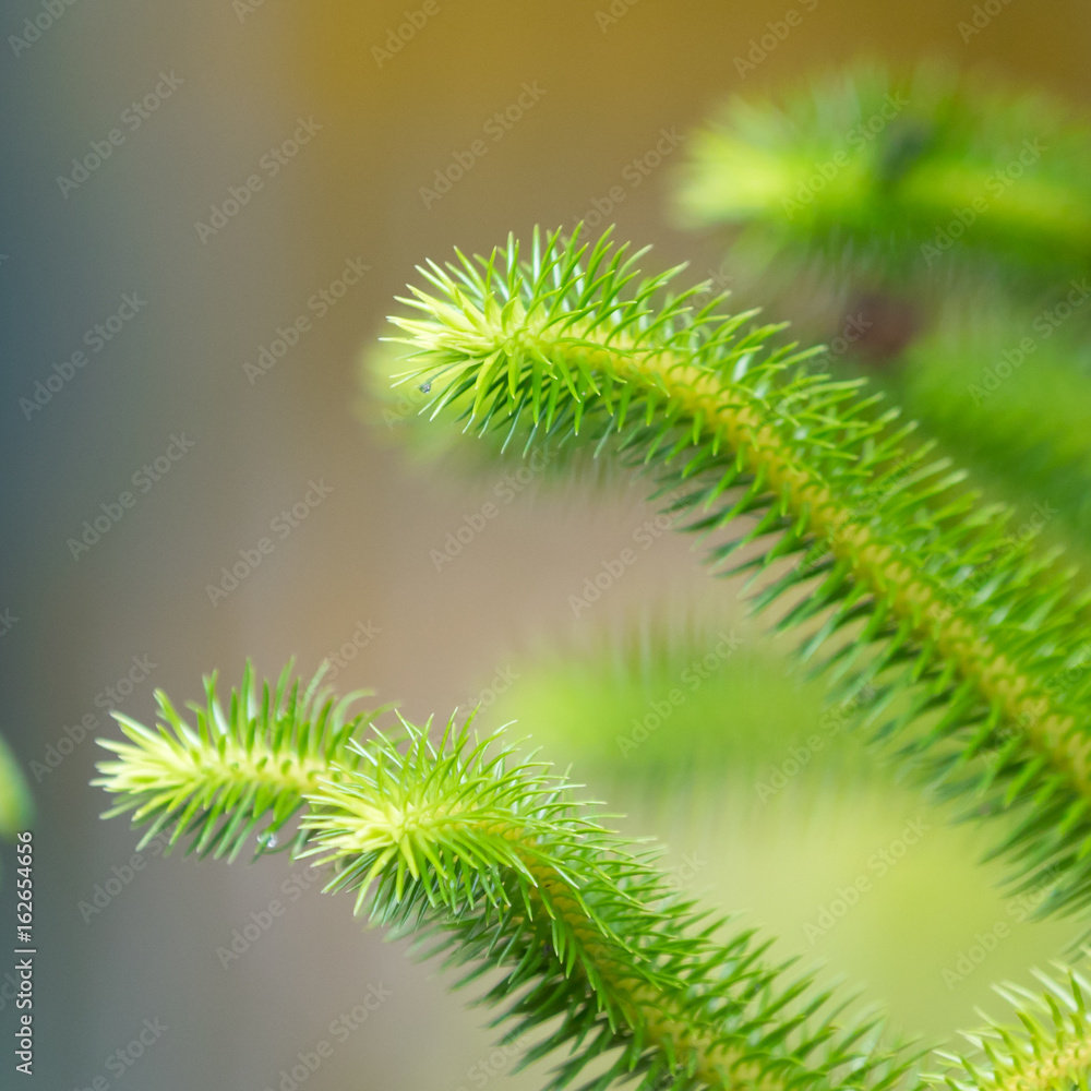 green plant in macro green plant in macro