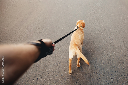 man holding a labrador dog on a leash a golden retriever walking along the street, the concept of dog walking, the man's best friend. Action camera photo