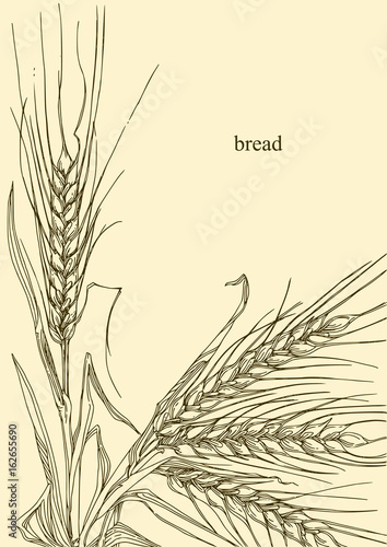 Beautiful background with ears of wheat. Vector illustration