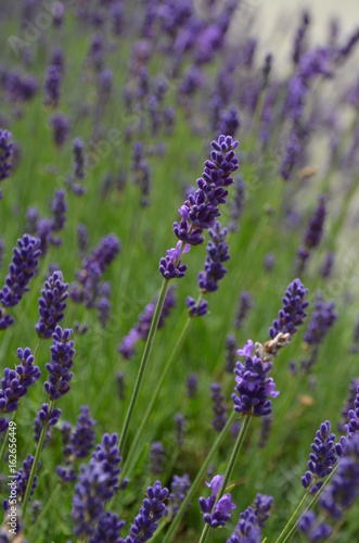 Lavendel © bierwirm