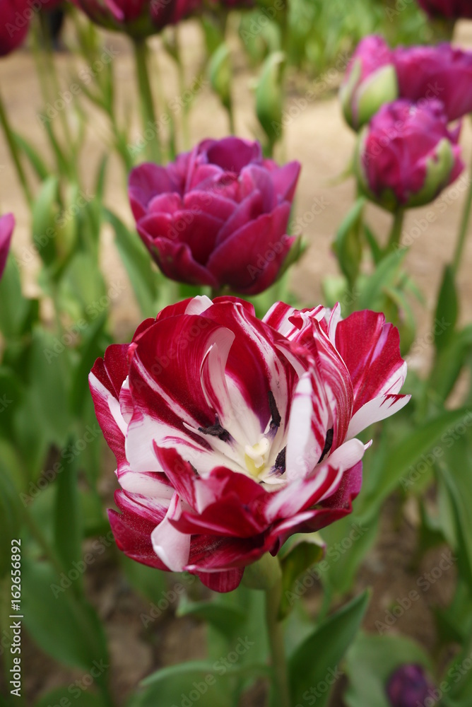 Tulips