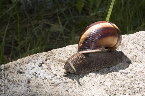 snail