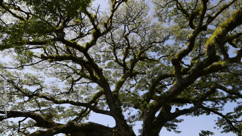 Moving in and out tracking shot of upper part of a 400 year old saman or train tree at St. Kitts, West Indies Moving in and out tracking shot of upper part of a 400 year old saman or train tree at St. Kitts, West Indies