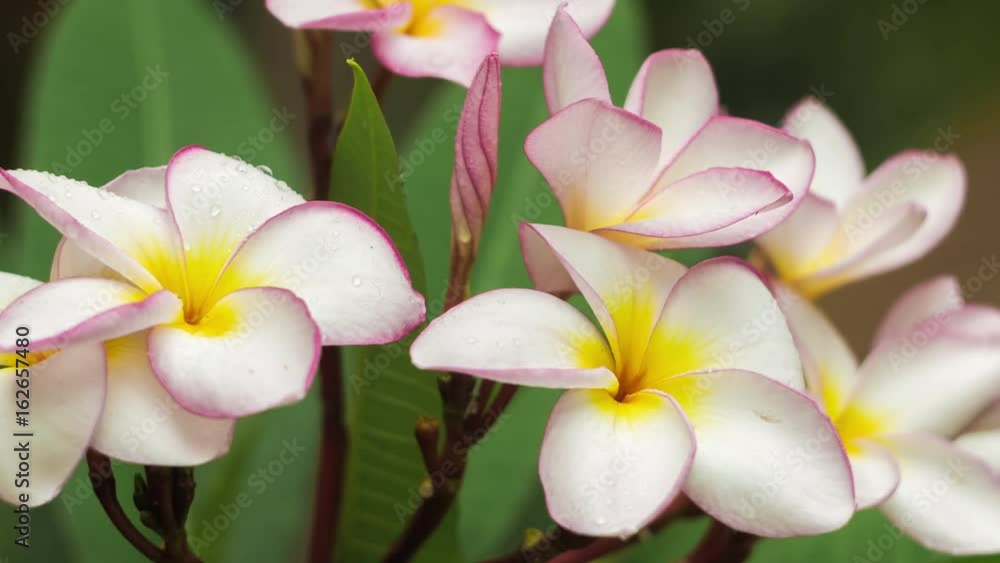Branch of lilac plumeria flower covered by some drops after tropical rain, shallow depth of field Branch of lilac plumeria flower covered by some drops after tropical rain, shallow depth of field