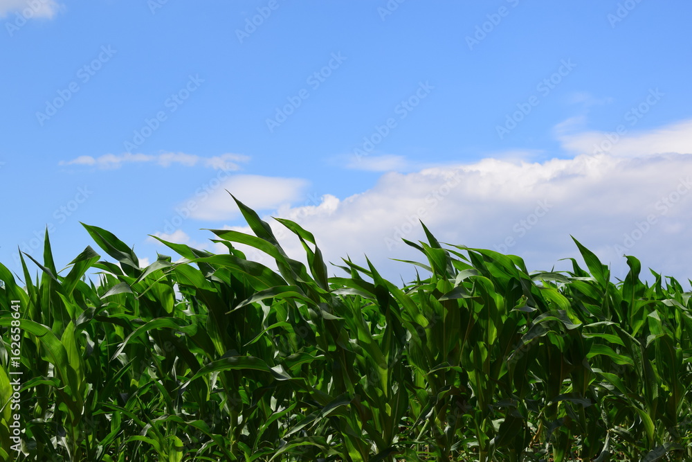 Fototapeta premium corn