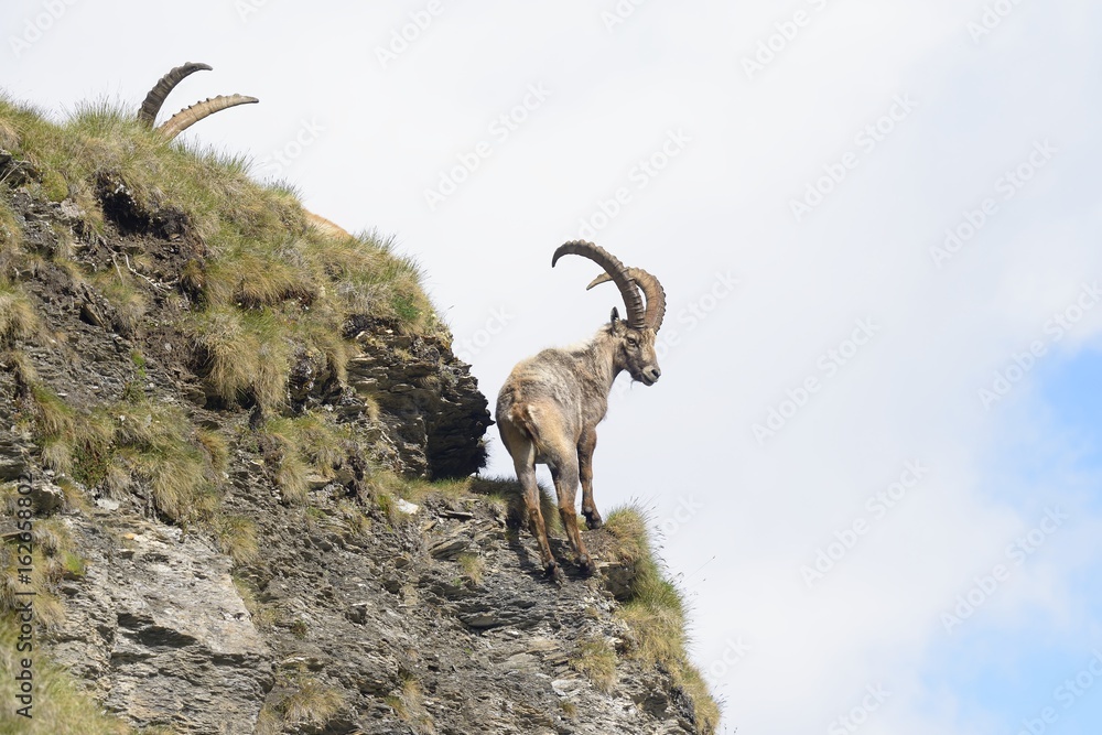 Alpine ibex - steinbock or bouquetin, a threatened animal of the Alps