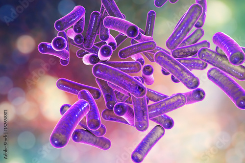 Rod-shaped bacteria Shigella which cause food-borne infection shigellosis or dysnetery, 3D illustration photo