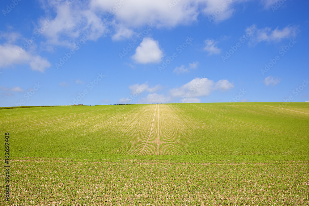 Obraz premium extensive pea crop