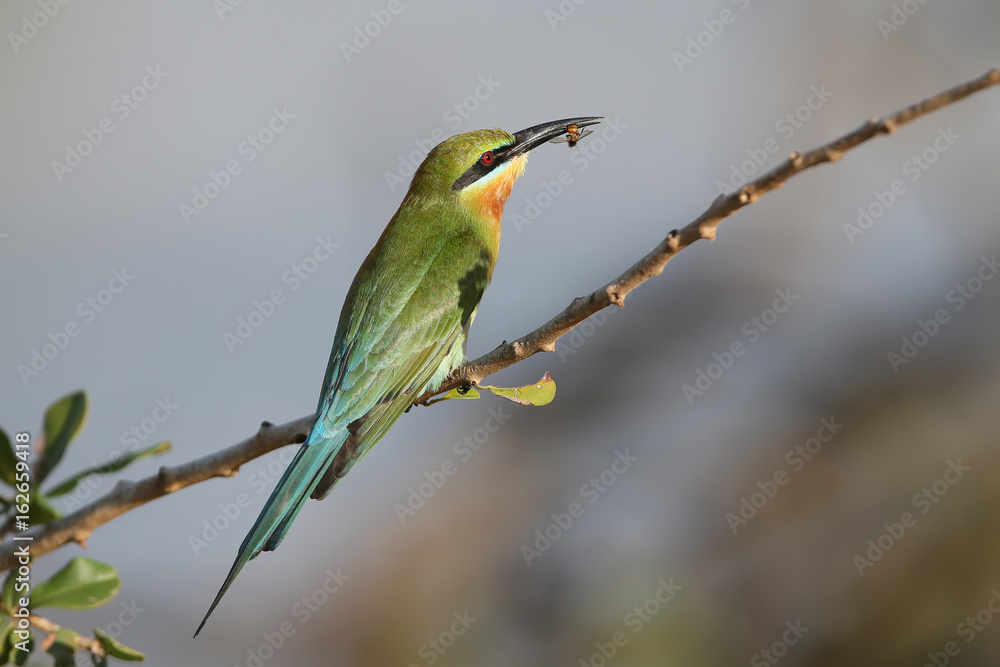 Obraz premium Blue tailed bee eater