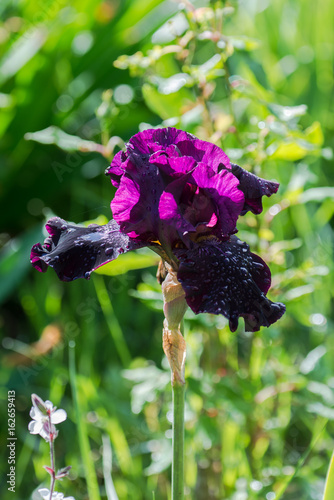Fototapeta Naklejka Na Ścianę i Meble -      Purple iris, beautiful big flower after rain 