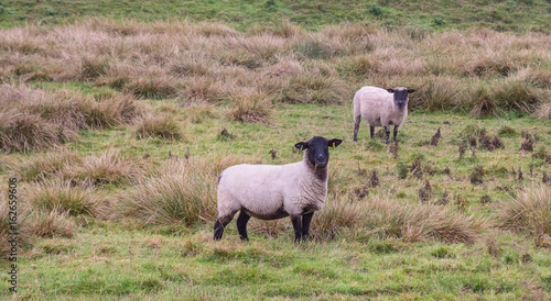 Two sheep graze on the autumn pasture. Look at the camera lens. The suburb of Exeter. Devon. England