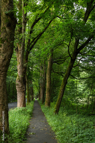 Allee im Sommer